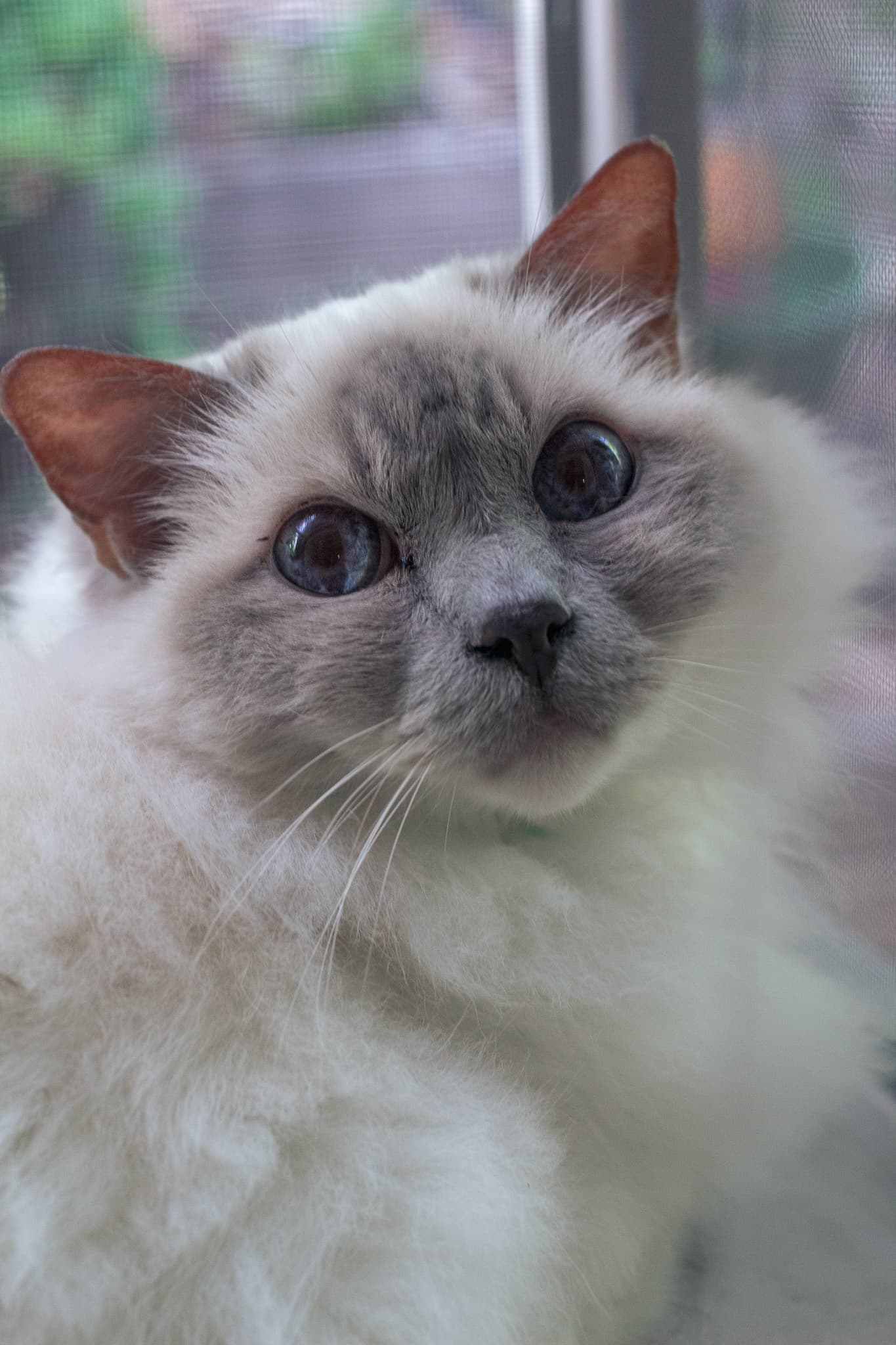 Izzy by a window