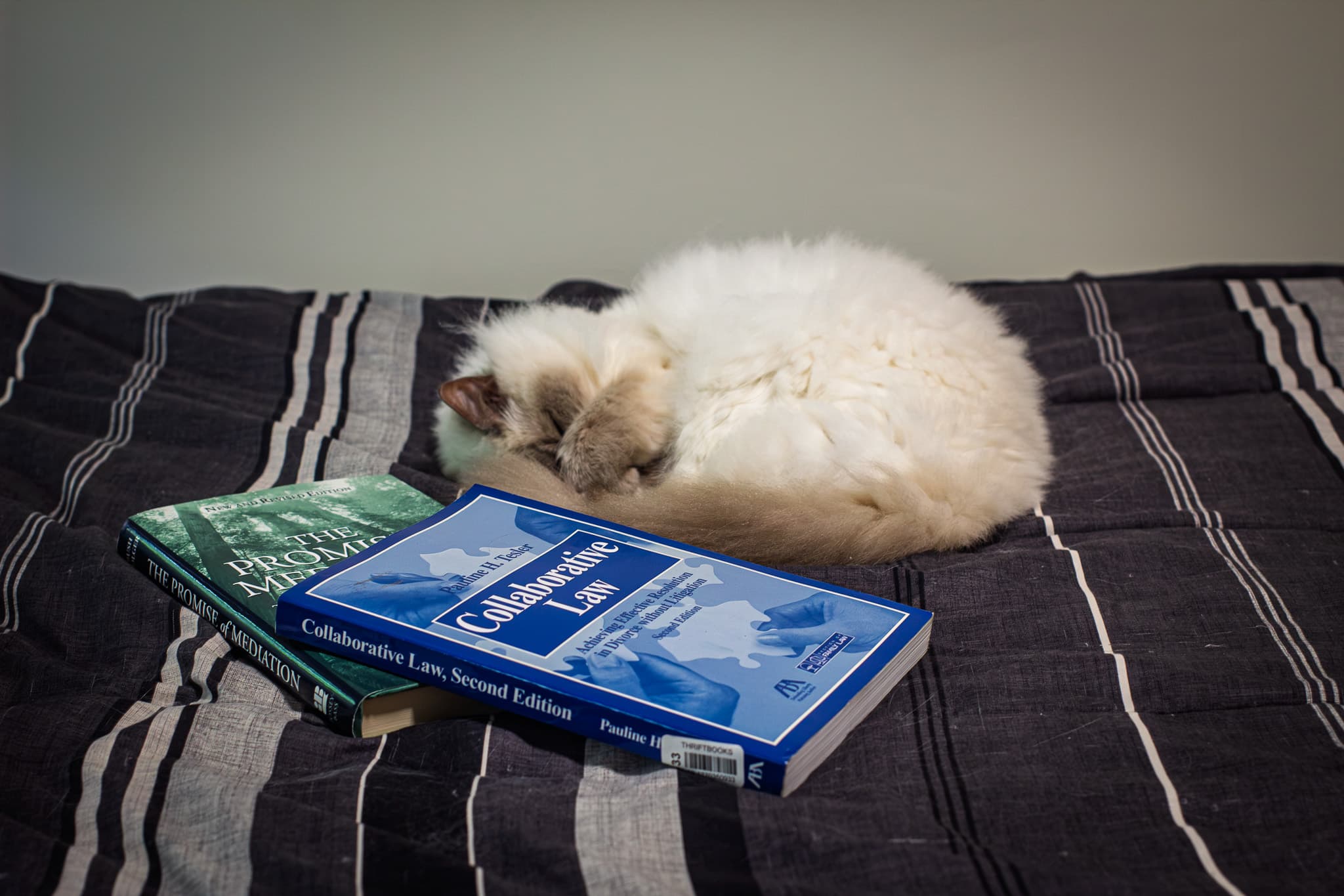 Izzy asleep on a striped bedspread beside family-law books