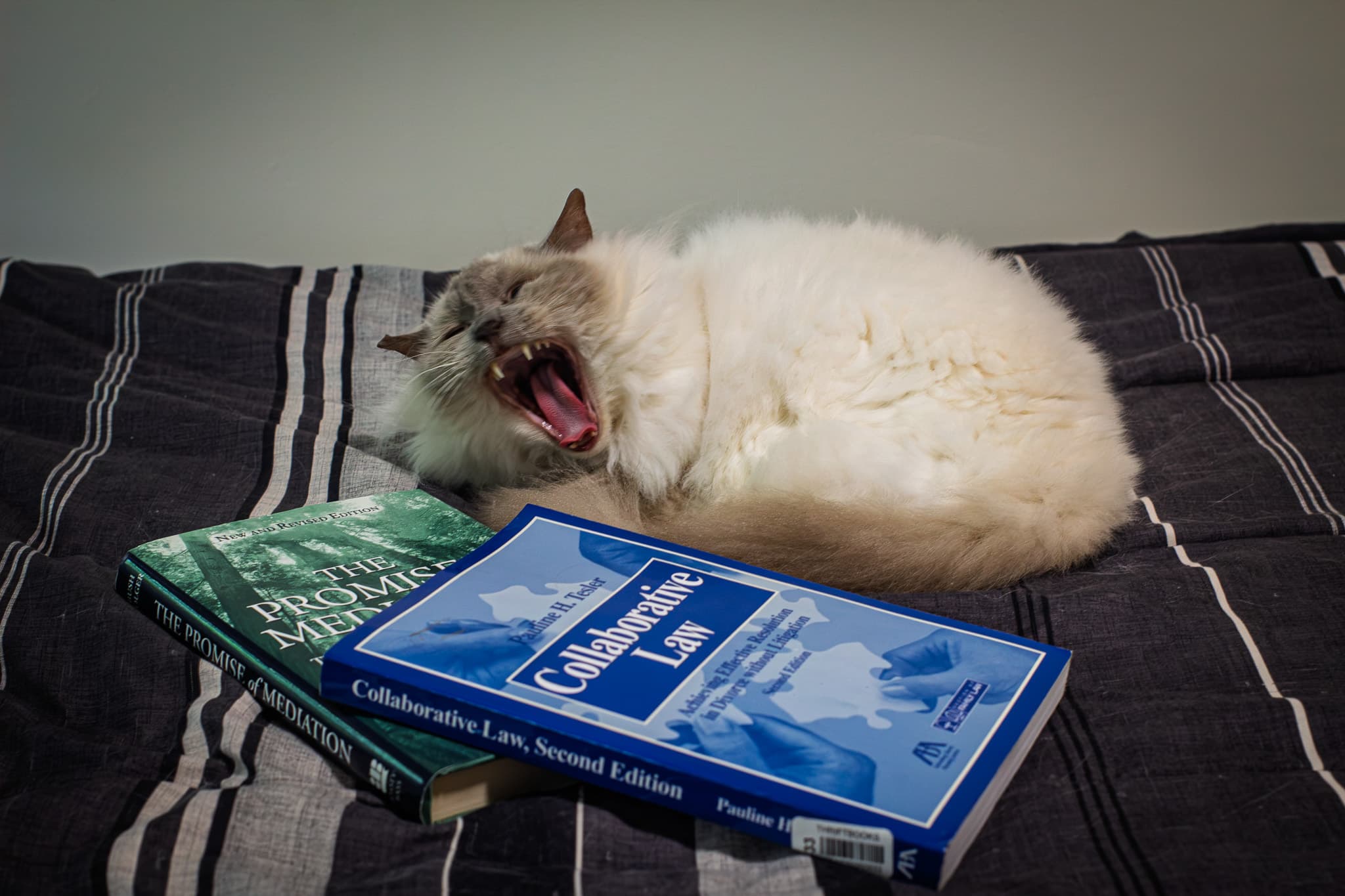 Izzy yawning on a striped bedspread beside family-law books