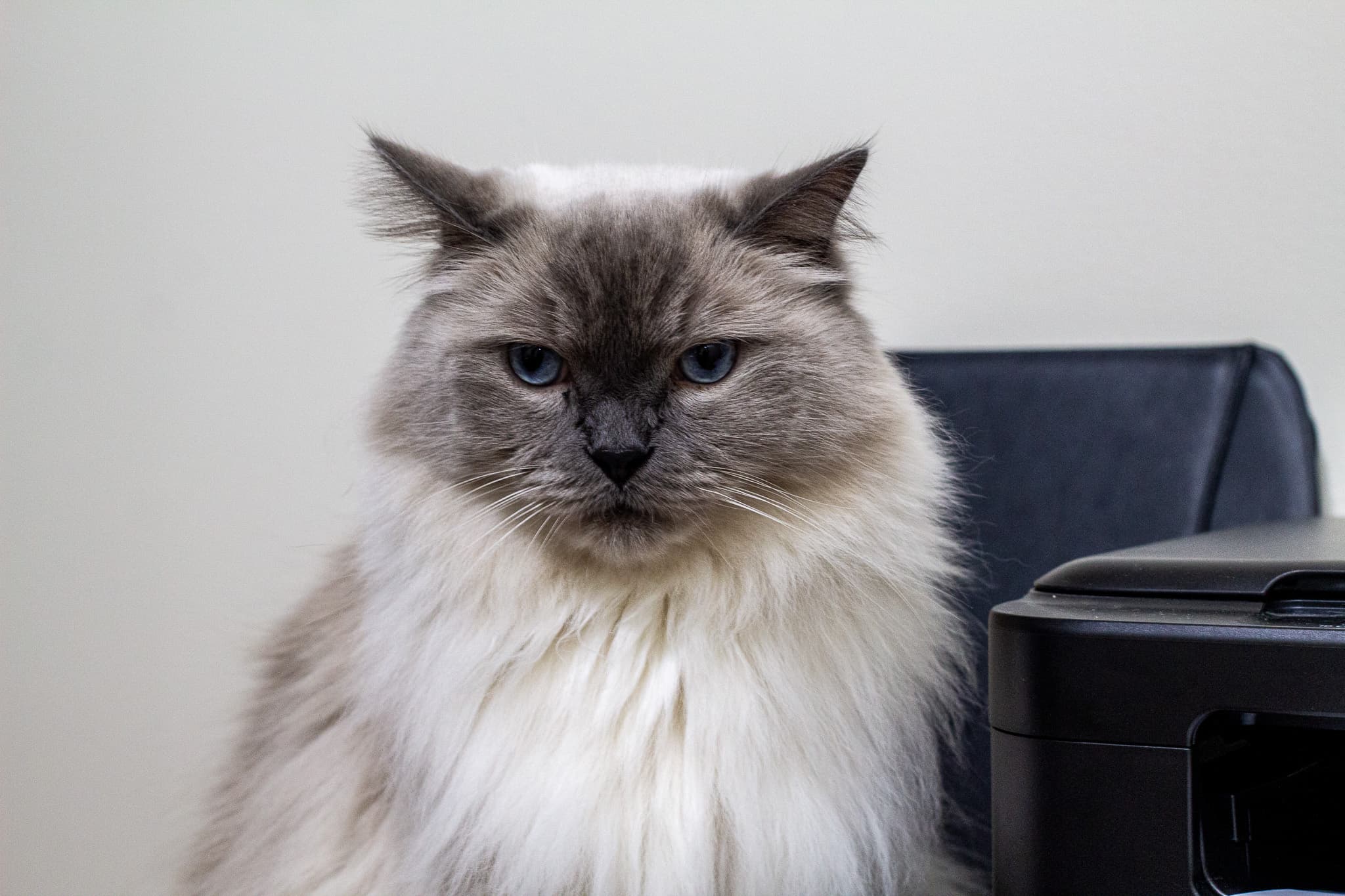 Moose, Montgomery Legal’s office cat, beside the printer