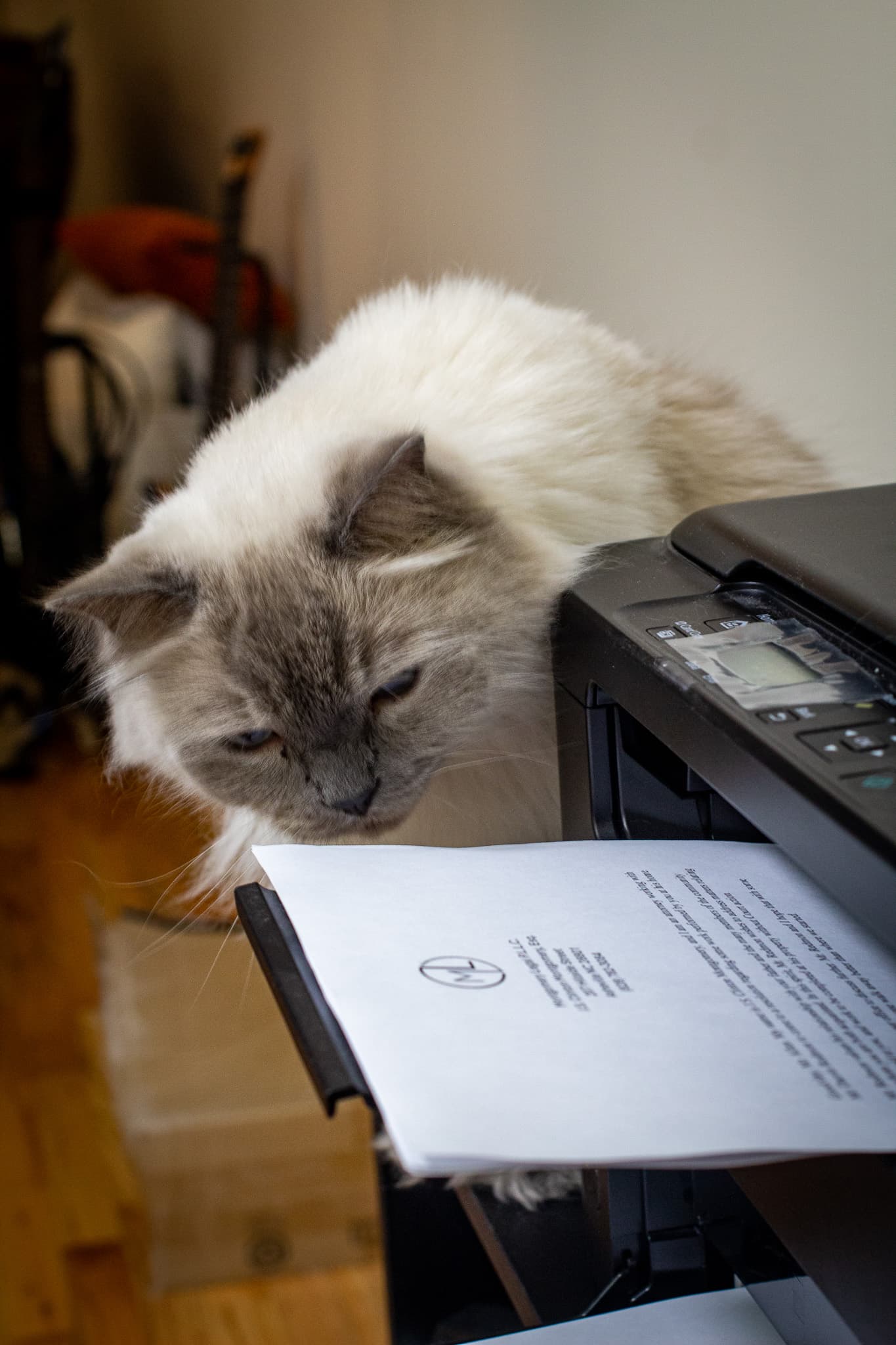 Moose watching a Montgomery Legal letter come off the printer