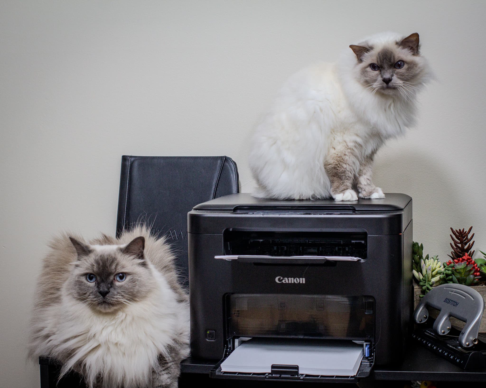 Izzy and Moose with the office printer and a hole punch