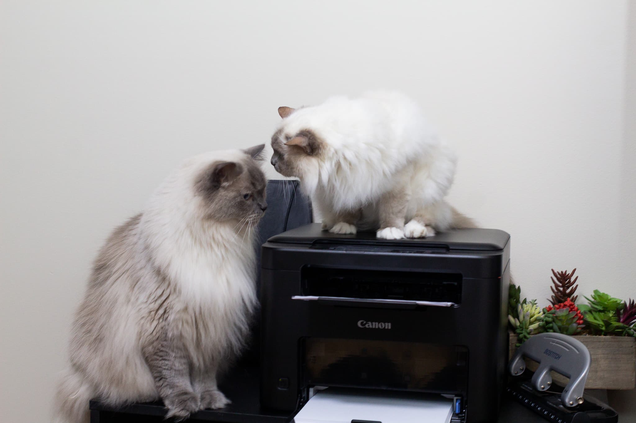 Izzy and Moose greeting each other at the office printer