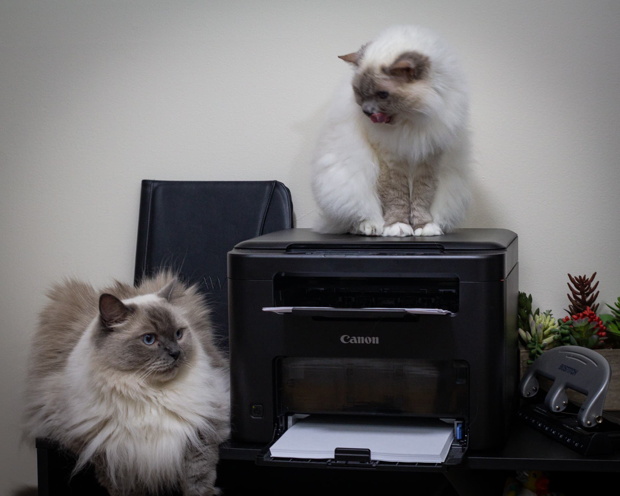 Izzy and Moose at the Canon printer, one licking its nose